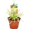 Exotenherz Sonnentau Drosera Capensis 9cm Topf