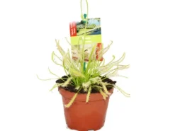 Exotenherz Sonnentau Drosera Capensis 9cm Topf