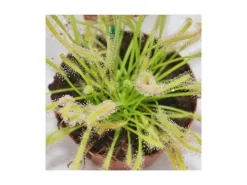 Exotenherz Sonnentau Drosera Capensis 9cm Topf