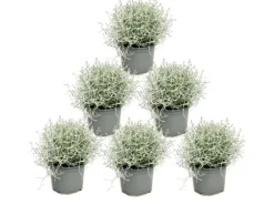 Exotenherz Stacheldrahtpflanze Silberdraht Calocephalus brownii 12cm Topf 6 Pflanzen