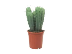 Exotenherz Stahlblauer Heidelbeerkaktus Myrtillocactus Geometrizans Säulenkaktus 17cm Topf