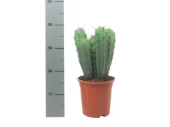 Exotenherz Stahlblauer Heidelbeerkaktus Myrtillocactus Geometrizans Säulenkaktus 17cm Topf