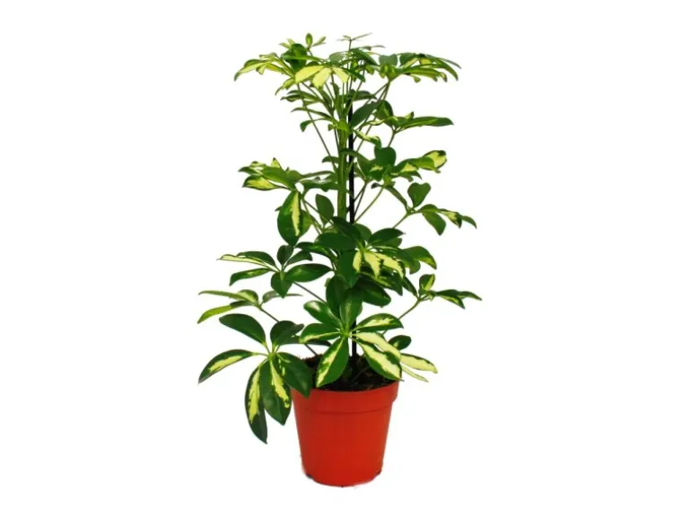 Exotenherz Strahlenaralie Schefflera Weissgrünlaubig 12cm Topf Zimmerpflanze ca. 40-45cm Hoch