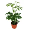 Exotenherz Strahlenaralie Schefflera 9cm Topf Zimmerpflanze ca. 25cm Hoch