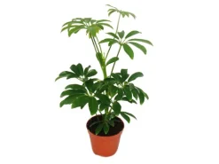 Exotenherz Strahlenaralie Schefflera 9cm Topf Zimmerpflanze ca. 25cm Hoch