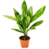 Exotenherz Strahlenpalme Licuala Grandis Zimmerpalme Vanuatustrahlenpalme 13cm Topf