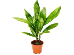 Exotenherz Strahlenpalme Licuala Grandis Zimmerpalme Vanuatustrahlenpalme 13cm Topf