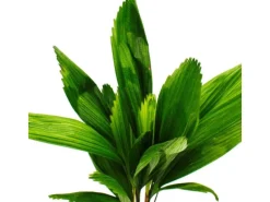 Exotenherz Strahlenpalme Licuala Grandis Zimmerpalme Vanuatustrahlenpalme 13cm Topf