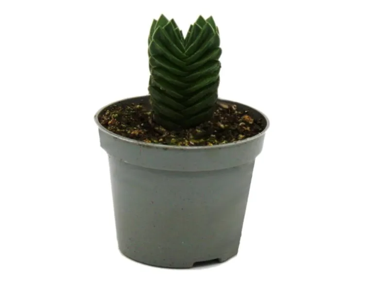 Exotenherz Sukkulente Crassula Buddhas Tempel Mini-Dickblatt 6cm Topf