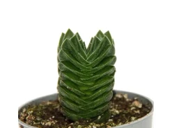 Exotenherz Sukkulente Crassula Buddhas Tempel Mini-Dickblatt 6cm Topf