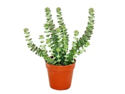 Exotenherz Sukkulente Crassula Hottentot Felsen-Dickblatt im 8,5cm Topf