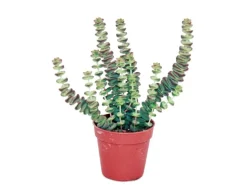 Exotenherz Sukkulente Crassula Hottentot Felsen-Dickblatt im 8,5cm Topf