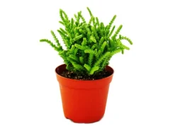 Exotenherz Sukkulente Crassula Lycopodioides Mäuseschwanz im 8,5cm Topf