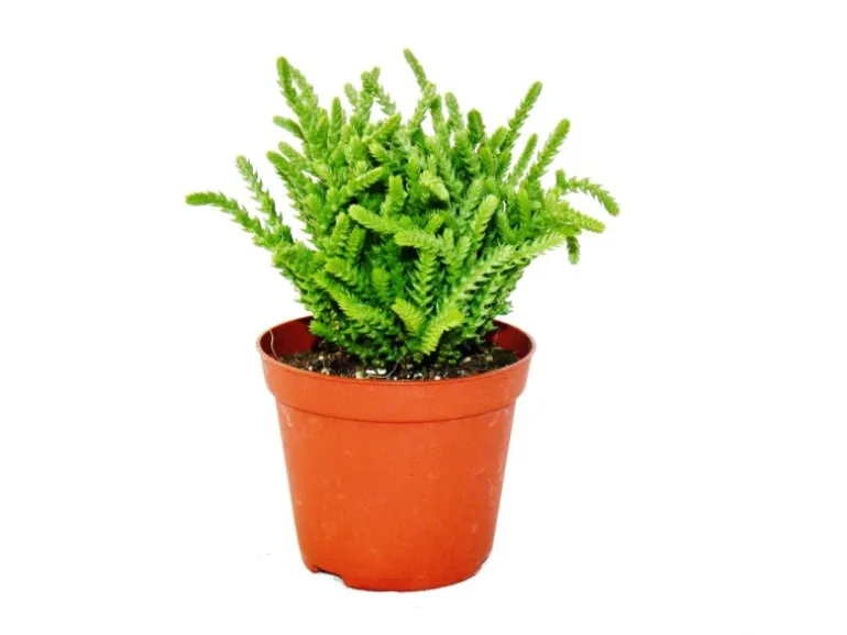 Exotenherz Sukkulente Crassula Lycopodioides Mäuseschwanz im 8,5cm Topf