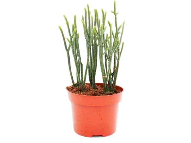 Exotenherz Sukkulente Crassula Muscosa Harmony In Green 10cm Topf