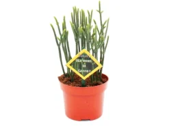 Exotenherz Sukkulente Crassula Muscosa Harmony In Green 10cm Topf