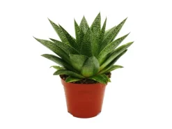 Exotenherz Sukkulente Gasteria D Tiga Gasterie 8,5cm Topf