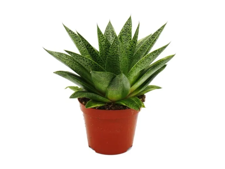 Exotenherz Sukkulente Gasteria D Tiga Gasterie 8,5cm Topf