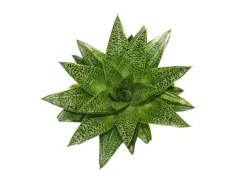 Exotenherz Sukkulente Gasteria D Tiga Gasterie 8,5cm Topf