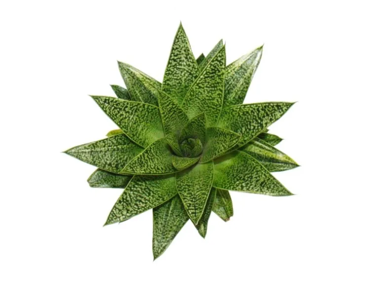 Exotenherz Sukkulente Gasteria D Tiga Gasterie 8,5cm Topf