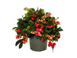 Exotenherz Teppichbeere Gaultheria procumbens Scheinbeere Rebhuhnbeere Winterharte Pflanze mit Dekorativen Beeren Set mit 6 Pflanzen