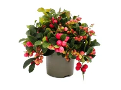 Exotenherz Teppichbeere Gaultheria procumbens Scheinbeere Rebhuhnbeere Winterharte Pflanze mit Dekorativen Beeren Set mit 6 Pflanzen