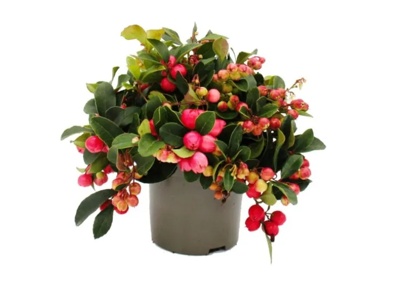 Exotenherz Teppichbeere Gaultheria procumbens Scheinbeere Rebhuhnbeere Winterharte Pflanze mit Dekorativen Beeren Set mit 6 Pflanzen