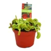 Exotenherz Venusfliegenfalle Dionaea Muscipula -12cm Topf