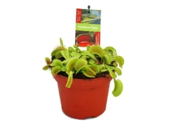 Exotenherz Venusfliegenfalle Dionaea Muscipula -12cm Topf