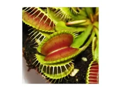Exotenherz Venusfliegenfalle Dionaea Muscipula -12cm Topf