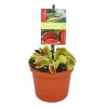 Exotenherz Venusfliegenfalle Dionaea Muscipula 9cm Topf