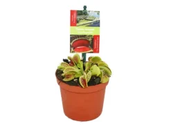 Exotenherz Venusfliegenfalle Dionaea Muscipula 9cm Topf