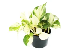 Exotenherz Weißbunte Efeutute Epipremnum Happy Leaf Scindapsus 12cm Topf Rankende Zimmerpflanze