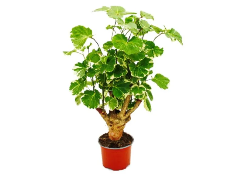 Exotenherz Weißbunte Fiederaralie Polyscias Balfouriana Pflegeleichte Zimmerpflanze 12cm Topf