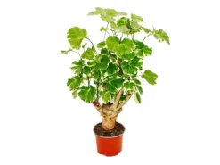 Exotenherz Weißbunte Fiederaralie Polyscias Balfouriana Pflegeleichte Zimmerpflanze 12cm Topf