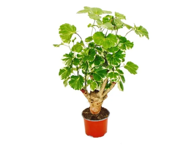 Exotenherz Weißbunte Fiederaralie Polyscias Balfouriana Pflegeleichte Zimmerpflanze 12cm Topf