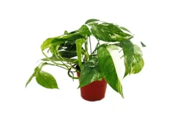 Exotenherz Weißbunte Gemusterte Efeutute Epipremnum Variegata Scindapsus 12cm Topf Rankende Zimmerpflanze