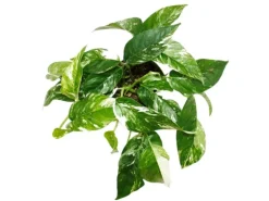 Exotenherz Weißbunte Gemusterte Efeutute Epipremnum Variegata Scindapsus 12cm Topf Rankende Zimmerpflanze