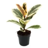 Exotenherz Weissbunter Gummibaum Ficus Elastica Tineke 11cm Topf