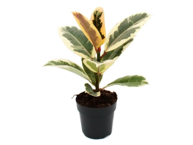 Exotenherz Weissbunter Gummibaum Ficus Elastica Tineke 11cm Topf