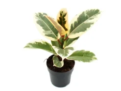 Exotenherz Weissbunter Gummibaum Ficus Elastica Tineke 11cm Topf