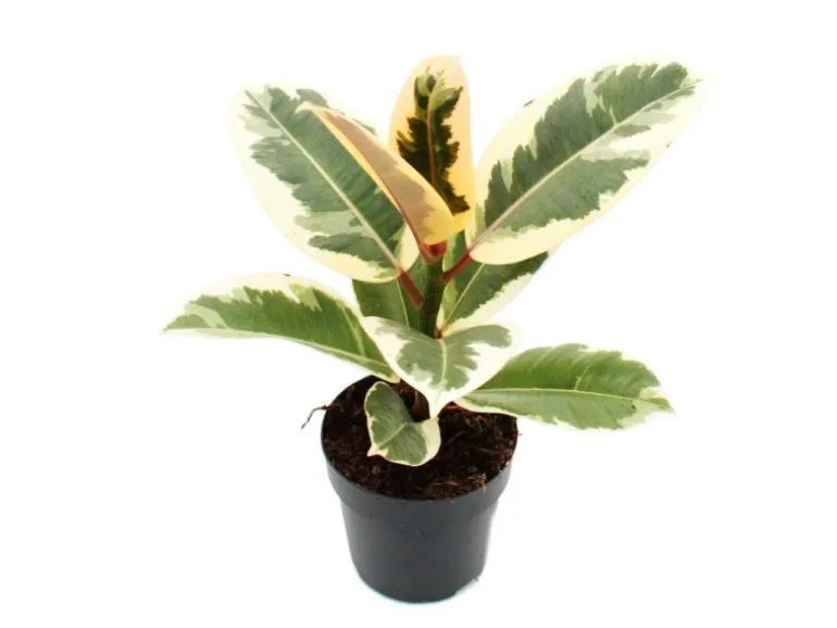 Exotenherz Weissbunter Gummibaum Ficus Elastica Tineke 11cm Topf