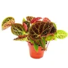 Exotenherz Wilde Begonie Begonia Ferox Spektakuläre Blattpflanze Rarität 12cm Topf