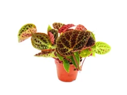 Exotenherz Wilde Begonie Begonia Ferox Spektakuläre Blattpflanze Rarität 12cm Topf
