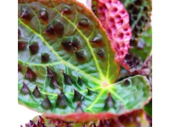 Exotenherz Wilde Begonie Begonia Ferox Spektakuläre Blattpflanze Rarität 12cm Topf