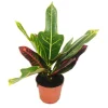 Exotenherz Wunderstrauch Croton Var Codiaeum 9cm Topf Zimmerpflanze