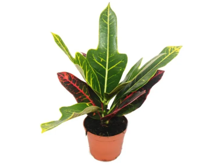 Exotenherz Wunderstrauch Croton Var Codiaeum 9cm Topf Zimmerpflanze