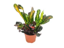 Exotenherz Wunderstrauch Croton Var Codiaeum 9cm Topf Zimmerpflanze