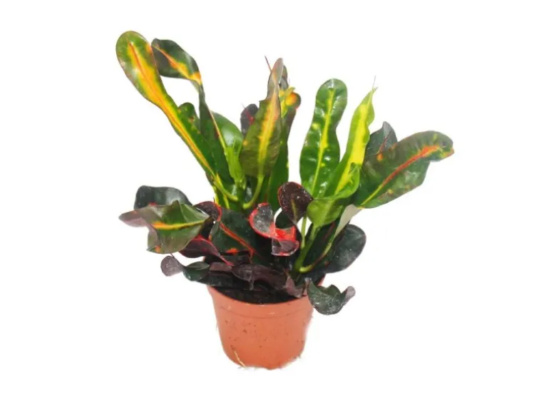 Exotenherz Wunderstrauch Croton Var Codiaeum 9cm Topf Zimmerpflanze