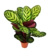 Exotenherz XXL-Schattenpflanze mit Ausgefallenem Blattmuster Calathea Roseapicta 19cm Topf ca. 60-80cm Hoch